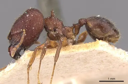 Pheidole sperata specimen