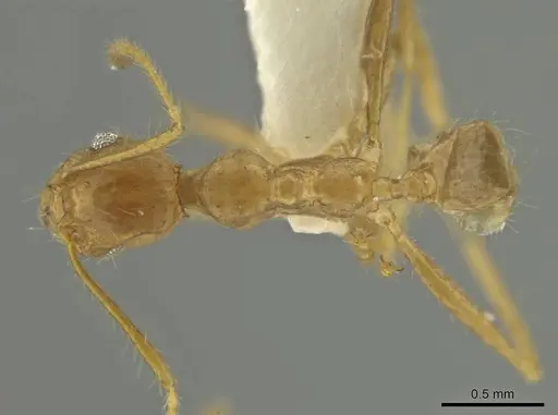 Pheidole spilota specimen