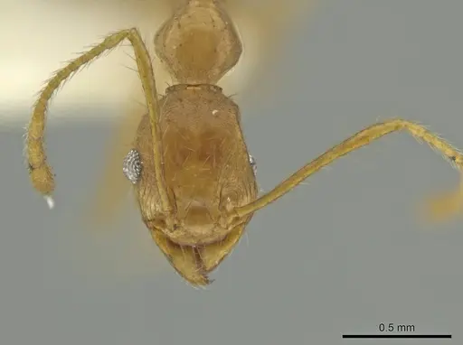 Pheidole spilota specimen