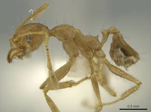 Pheidole spilota specimen