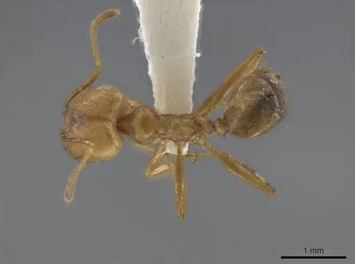 Pheidole spilota - JTLC000016537