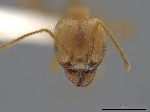 Pheidole spilota - JTLC000016537