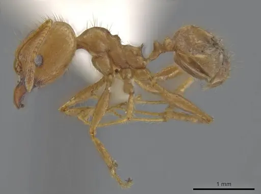 Pheidole spilota - JTLC000016537