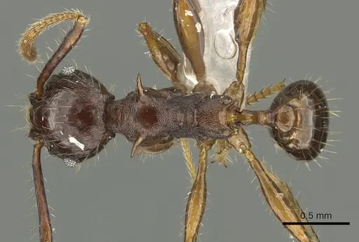 Pheidole spinicornis specimen