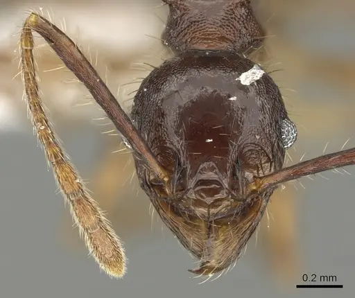 Pheidole spinicornis specimen