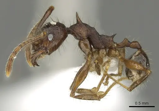 Pheidole spinicornis specimen