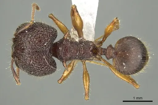 Pheidole spinicornis - CASENT0901621