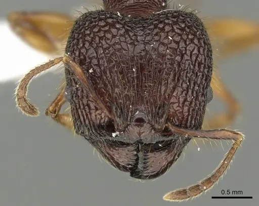 Pheidole spinicornis - CASENT0901621