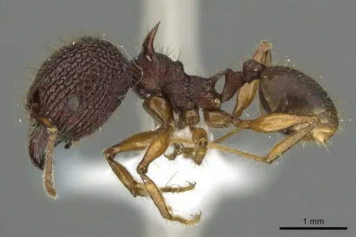 Pheidole spinicornis - CASENT0901621