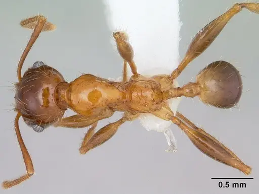 Pheidole spininodis specimen
