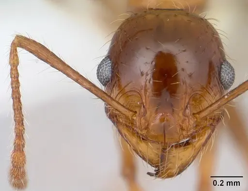 Pheidole spininodis specimen