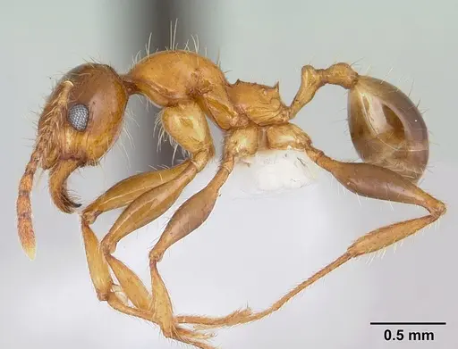Pheidole spininodis specimen