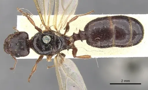 Pheidole spinoda specimen