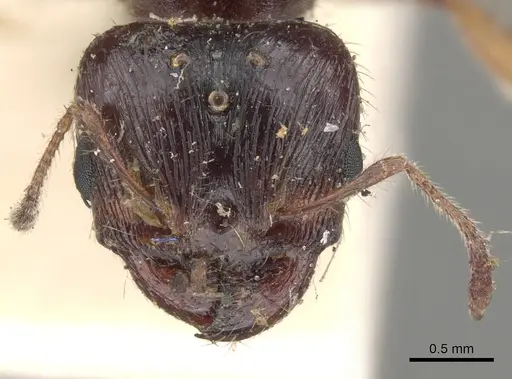 Pheidole spinoda specimen