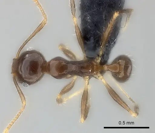 Pheidole spinosa specimen