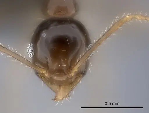 Pheidole spinosa specimen