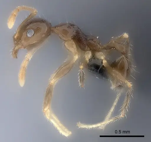 Pheidole spinosa specimen