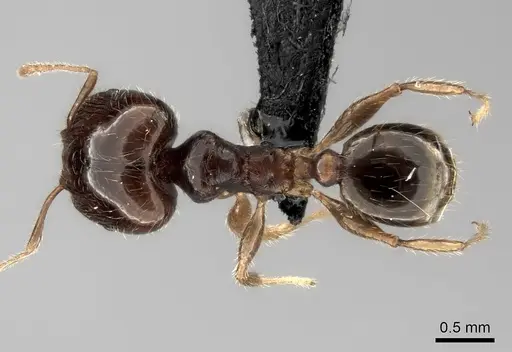 Pheidole spinosa - CASENT0021499