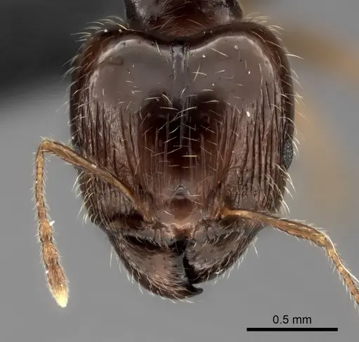Pheidole spinosa - CASENT0021499