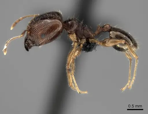 Pheidole spinosa - CASENT0021499