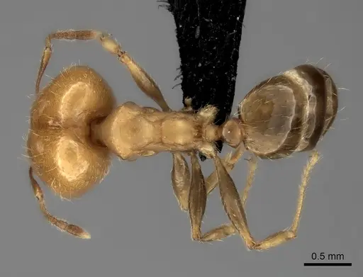 Pheidole spinosa - CASENT0031136