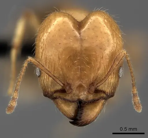 Pheidole spinosa - CASENT0031136