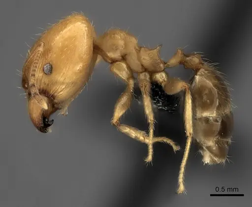 Pheidole spinosa - CASENT0031136