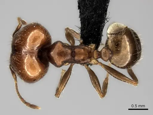 Pheidole spinosa - CASENT0031188