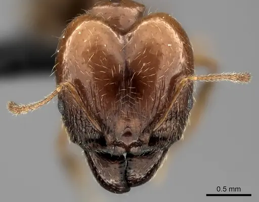 Pheidole spinosa - CASENT0031188