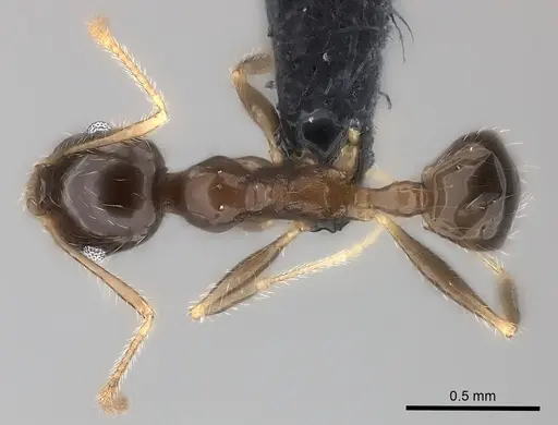 Pheidole spinosa - CASENT0032083