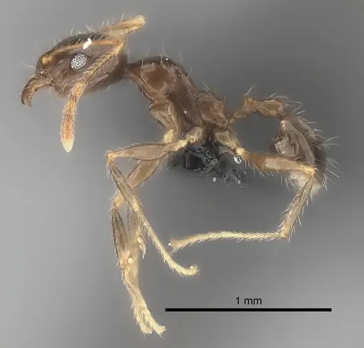 Pheidole spinosa - CASENT0032083