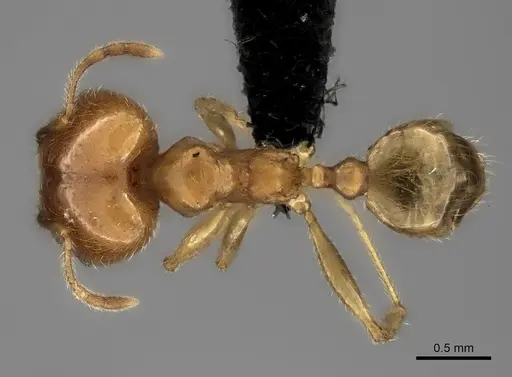 Pheidole spinosa - CASENT0056087