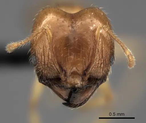 Pheidole spinosa - CASENT0056087