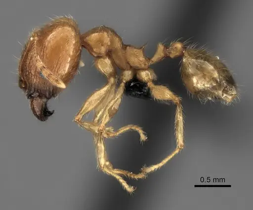 Pheidole spinosa - CASENT0056087