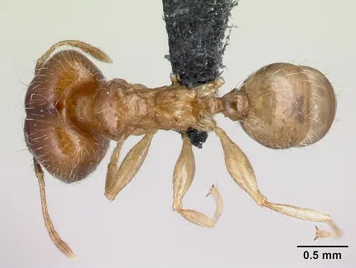 Pheidole spinosa - CASENT0059104