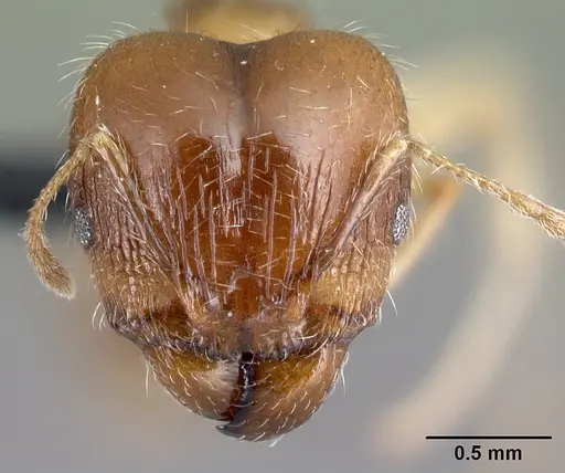Pheidole spinosa - CASENT0059104