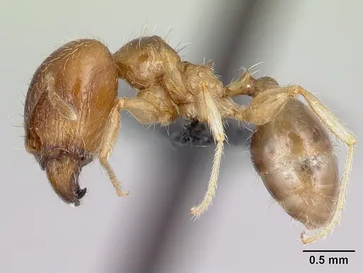 Pheidole spinosa - CASENT0059104