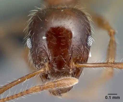 Pheidole spinosa - CASENT0059151