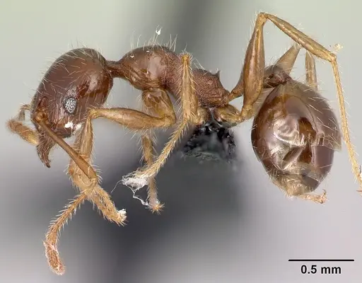 Pheidole spinosa - CASENT0059151