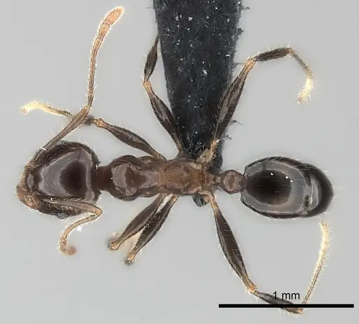 Pheidole spinosa - CASENT0060805