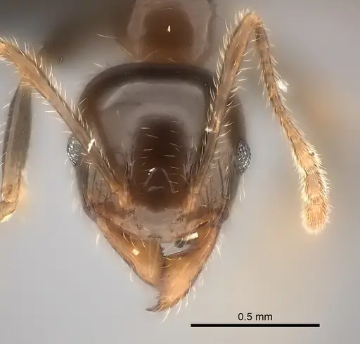 Pheidole spinosa - CASENT0060805
