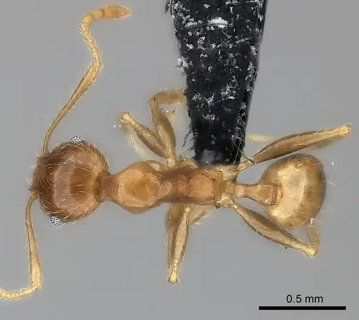 Pheidole spinosa - CASENT0064058