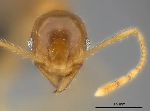 Pheidole spinosa - CASENT0064058