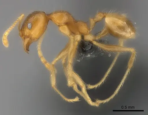 Pheidole spinosa - CASENT0064058
