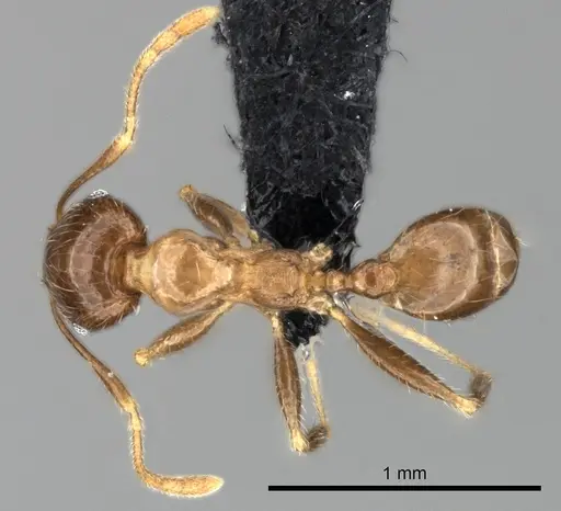 Pheidole spinosa - CASENT0064466