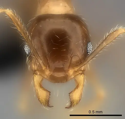 Pheidole spinosa - CASENT0064466