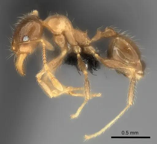 Pheidole spinosa - CASENT0064466