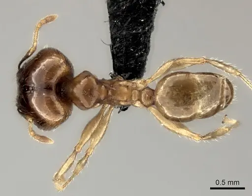 Pheidole spinosa - CASENT0071966