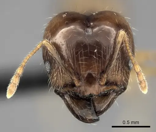 Pheidole spinosa - CASENT0071966