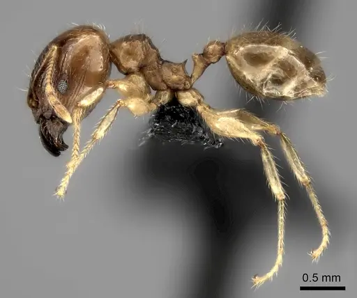 Pheidole spinosa - CASENT0071966